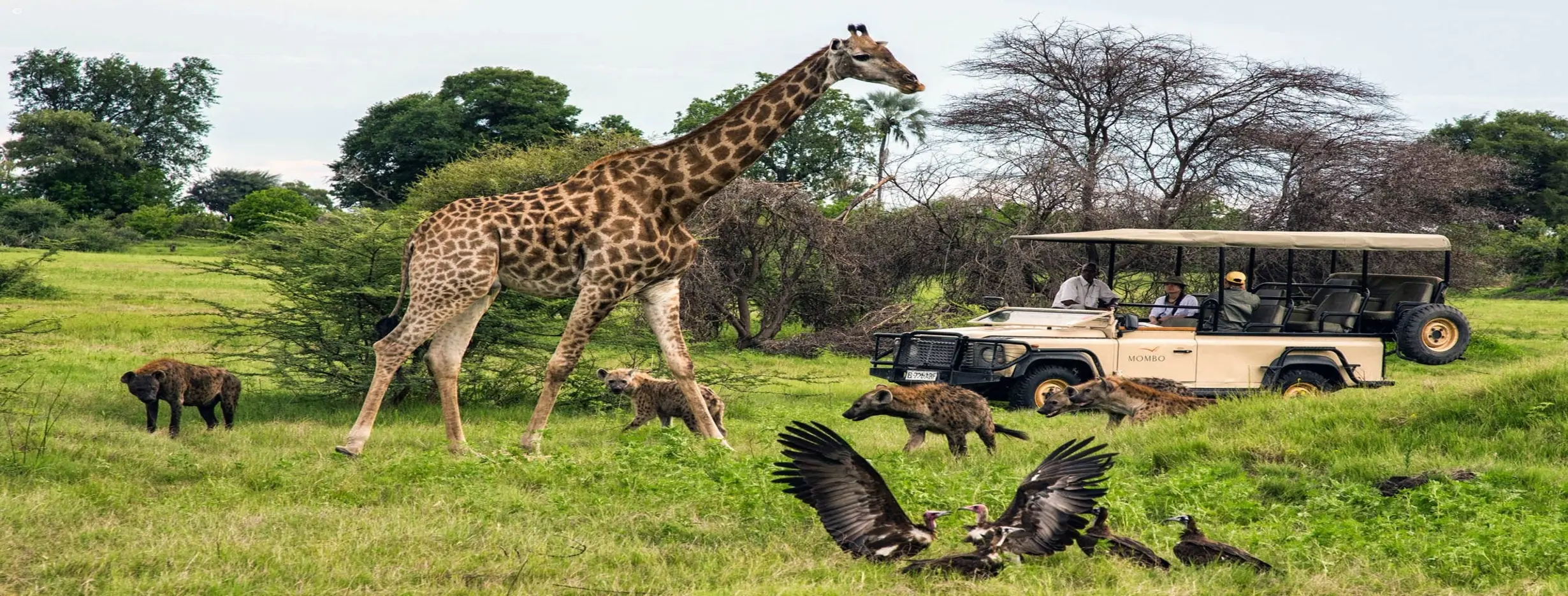 Image for Wildlife Safari